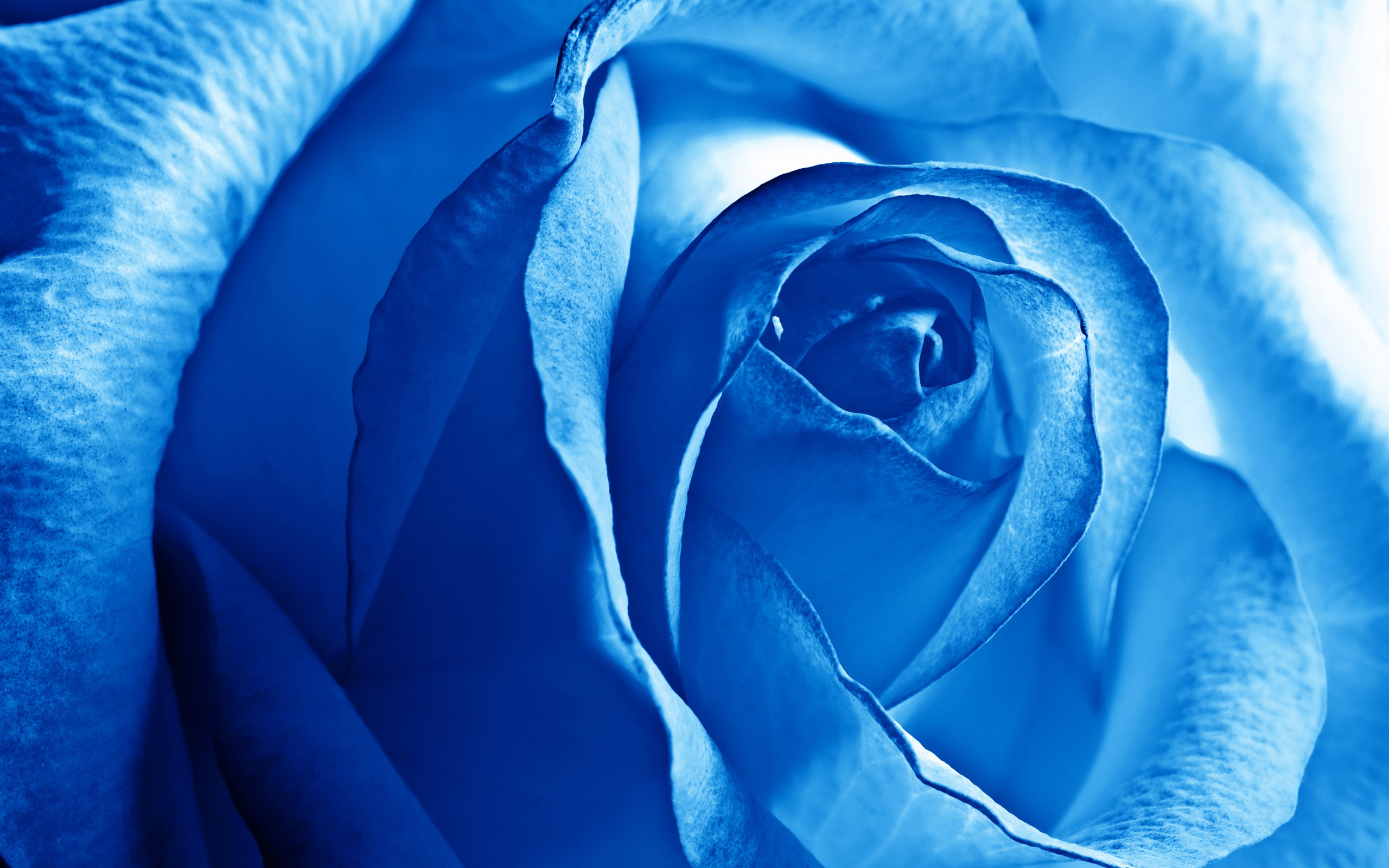 玫瑰花壁纸 一朵 蓝色图片