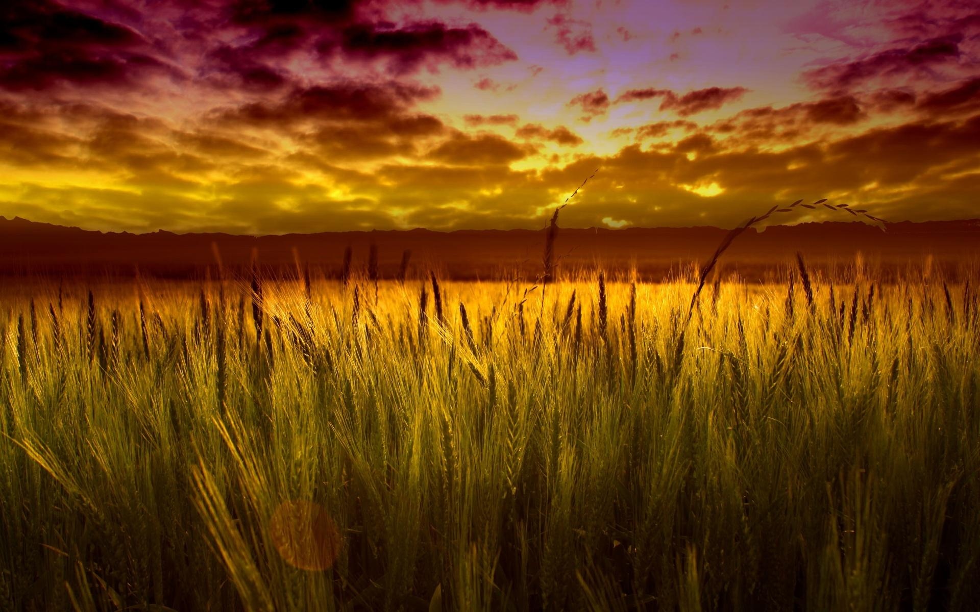 金色的草地背景图图片