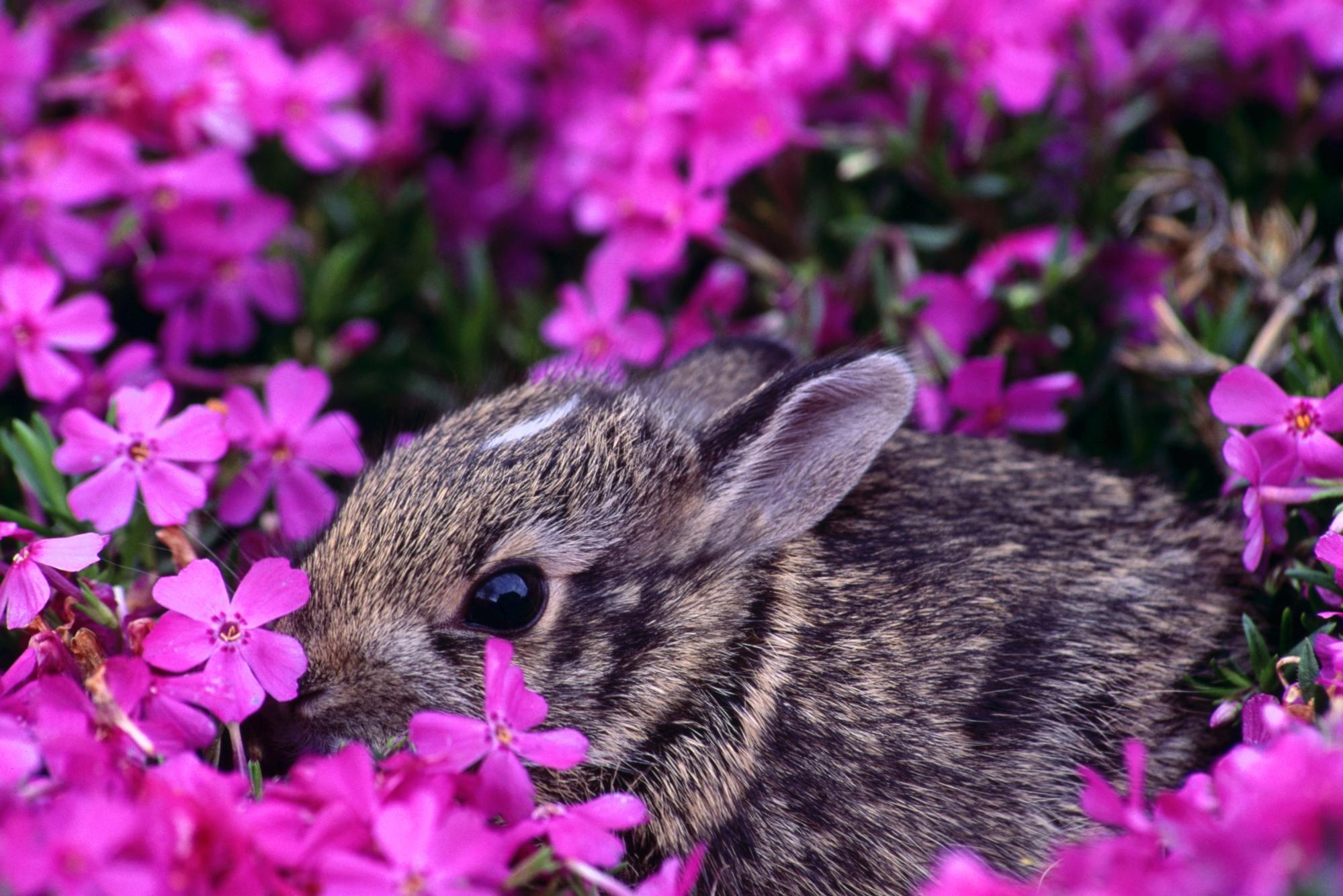 兔子与花壁纸1920x1080分辨率下载,兔子与花壁纸,高清图片,壁纸,动物