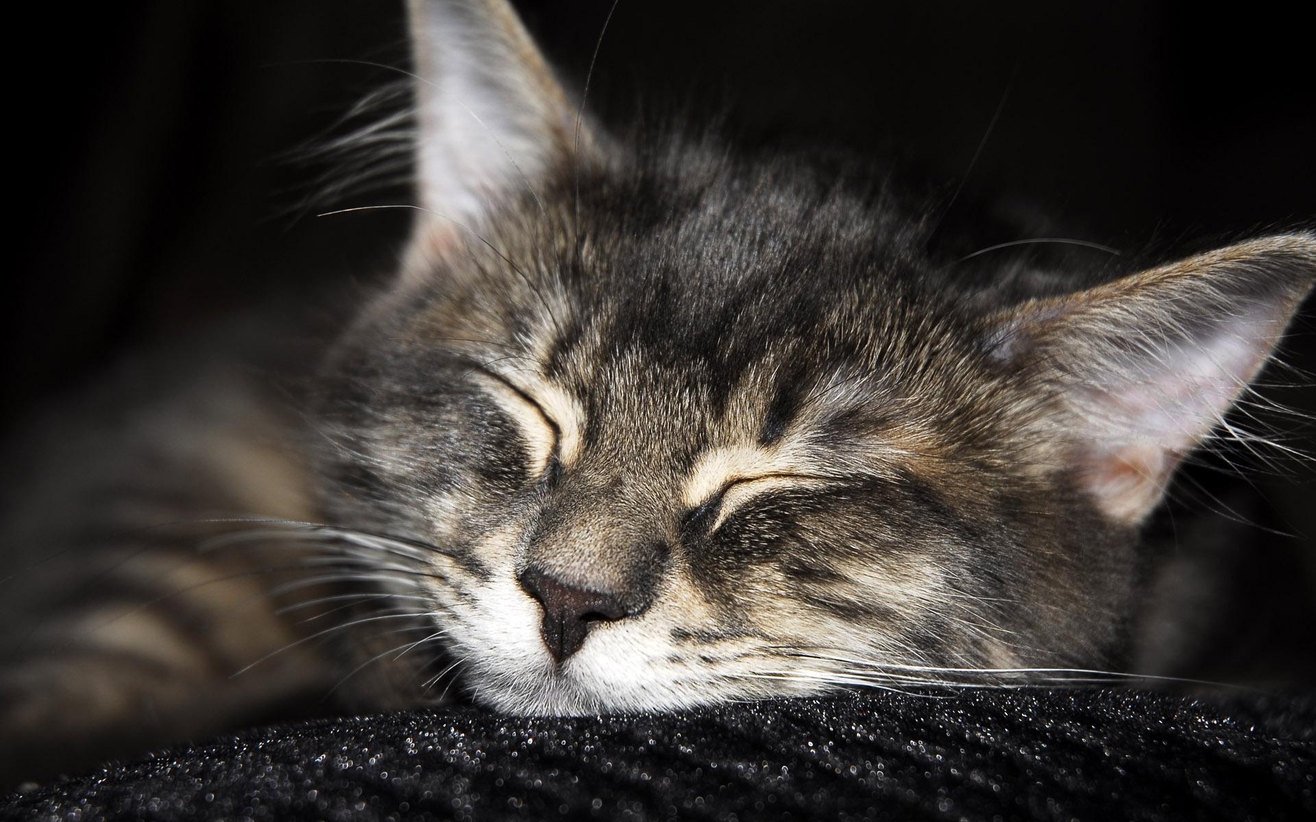 可爱的猫睡觉壁纸1440x900分辨率查看