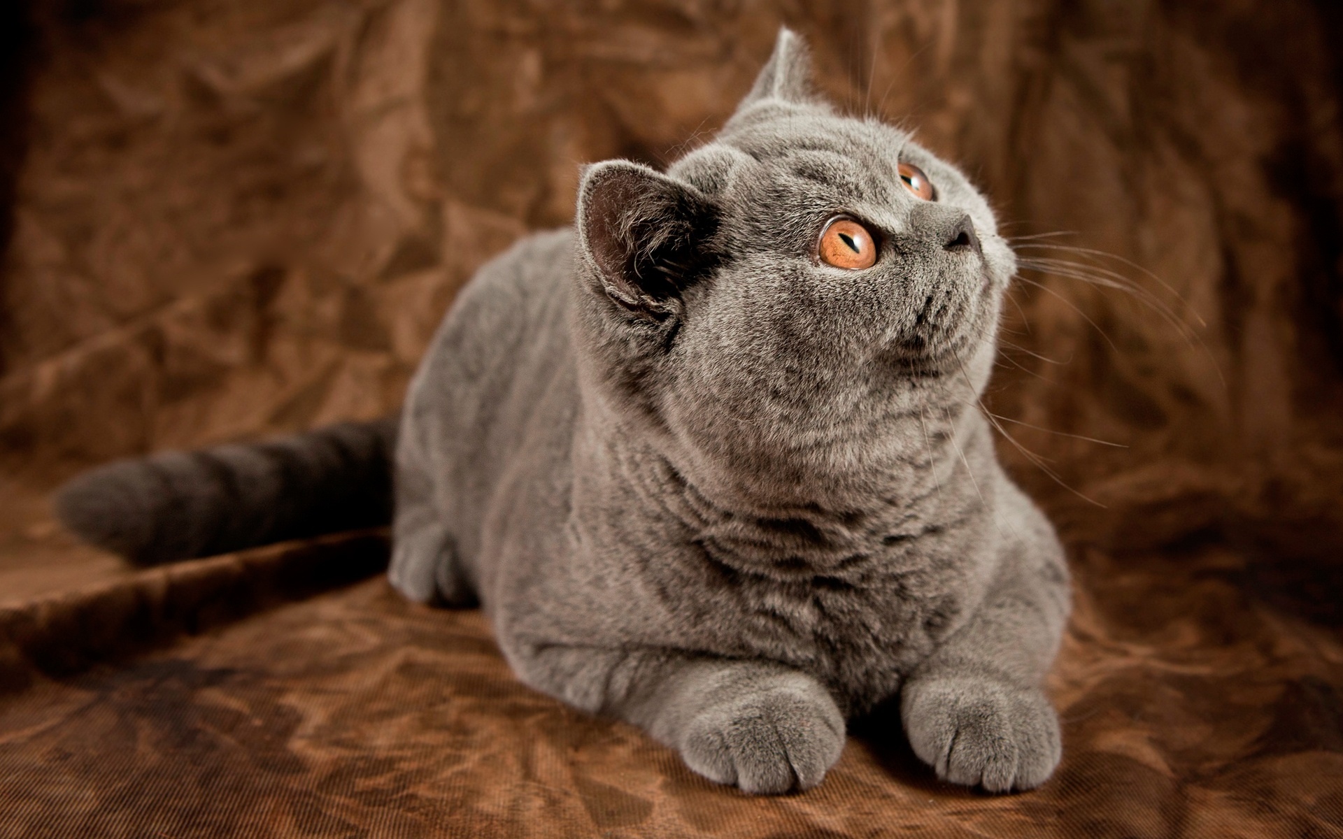 灰猫表情包的灰猫是谁图片