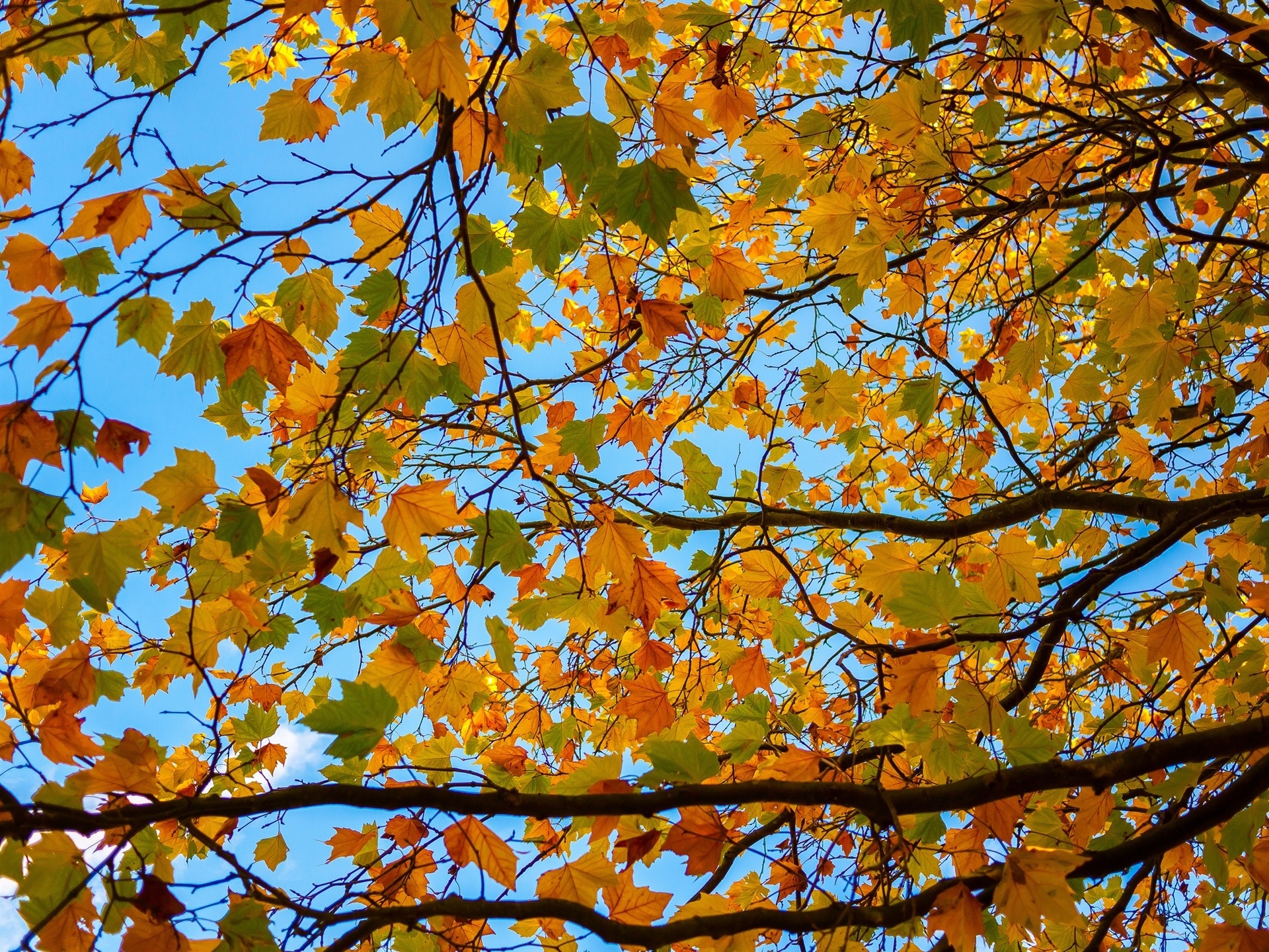 树,树枝,黄叶,秋天的壁纸1280x1024分辨率查看