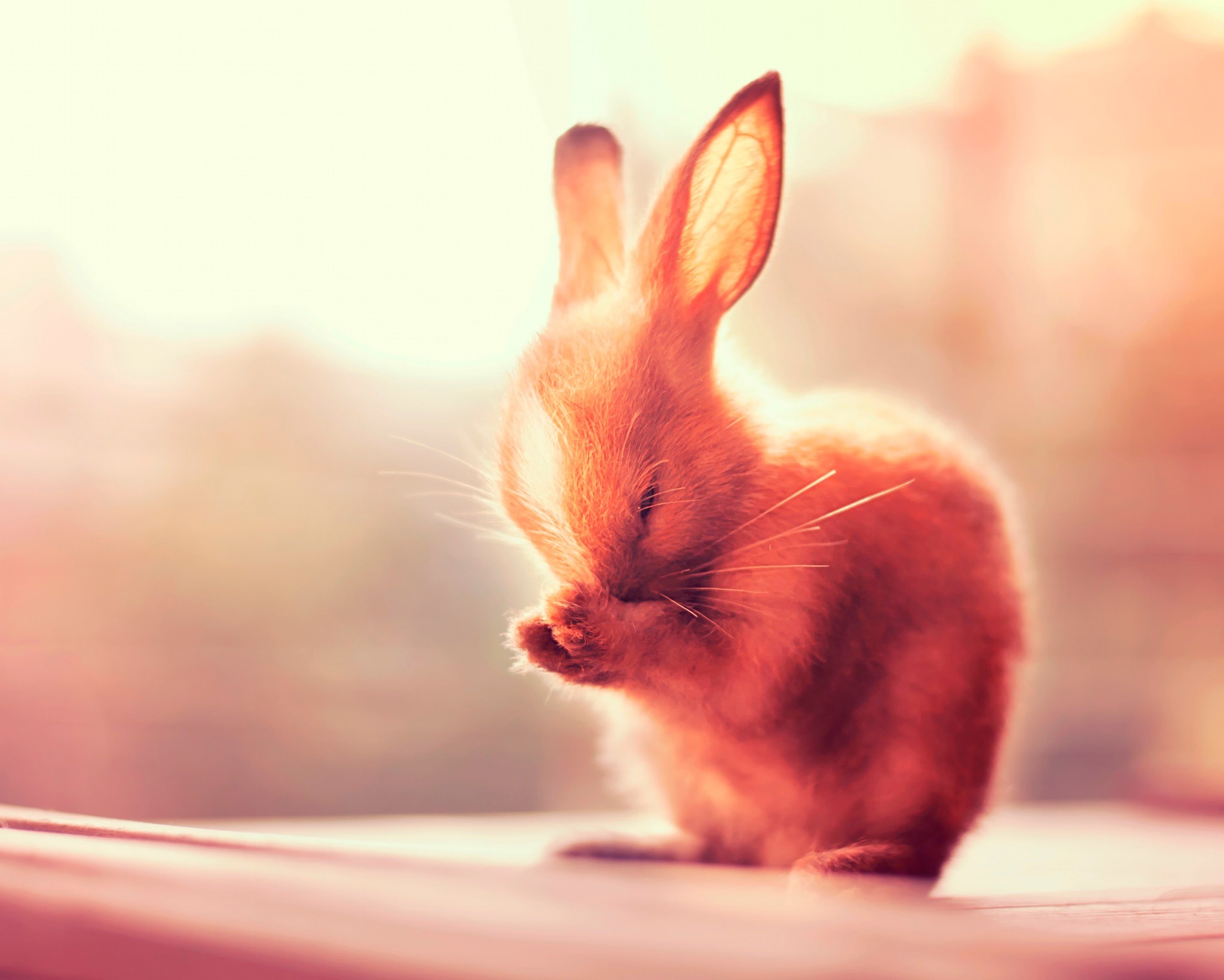 兔子的耳朵壁纸1600x900分辨率查看