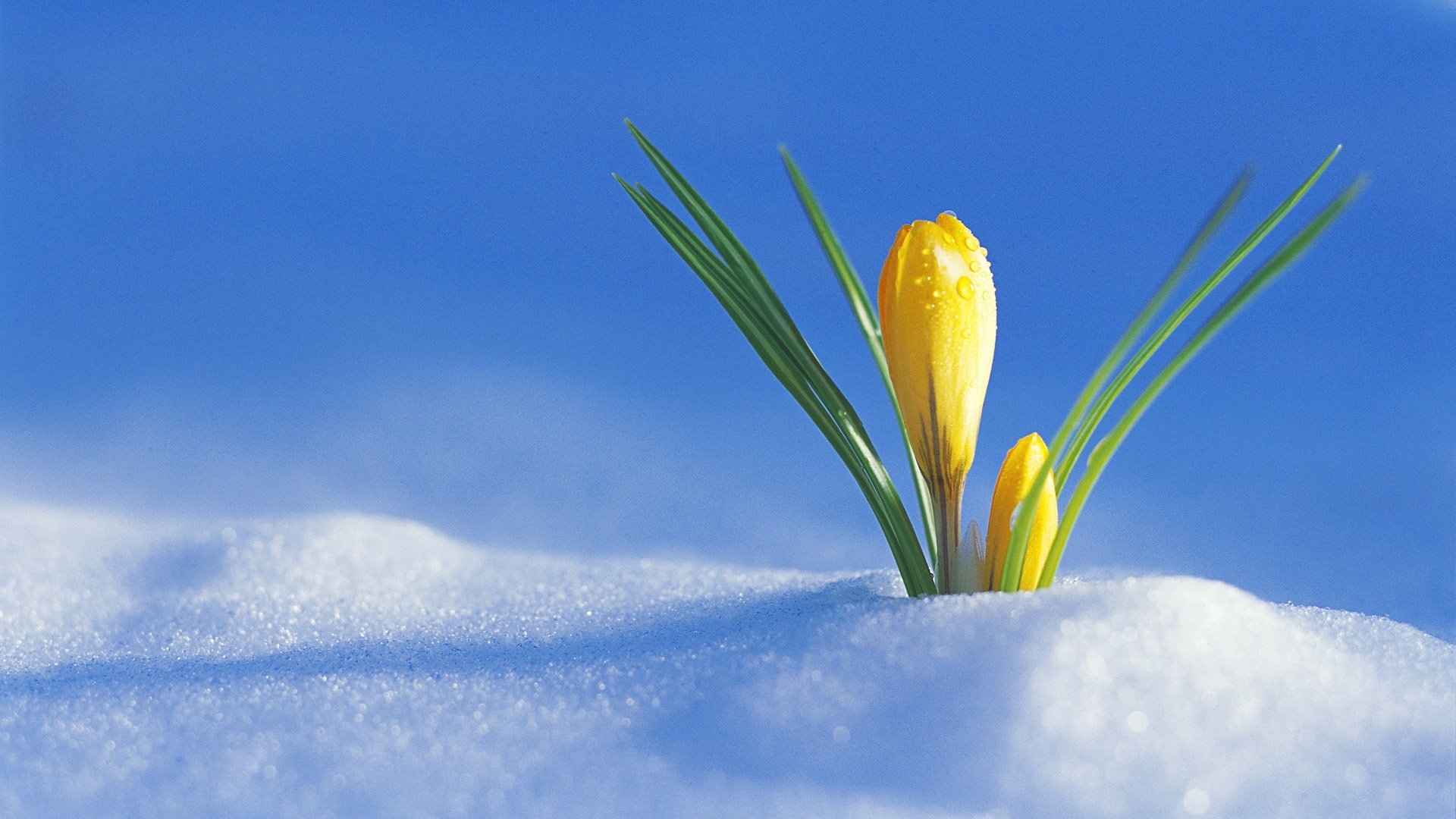 雪花壁纸,高清图片,壁纸,花卉