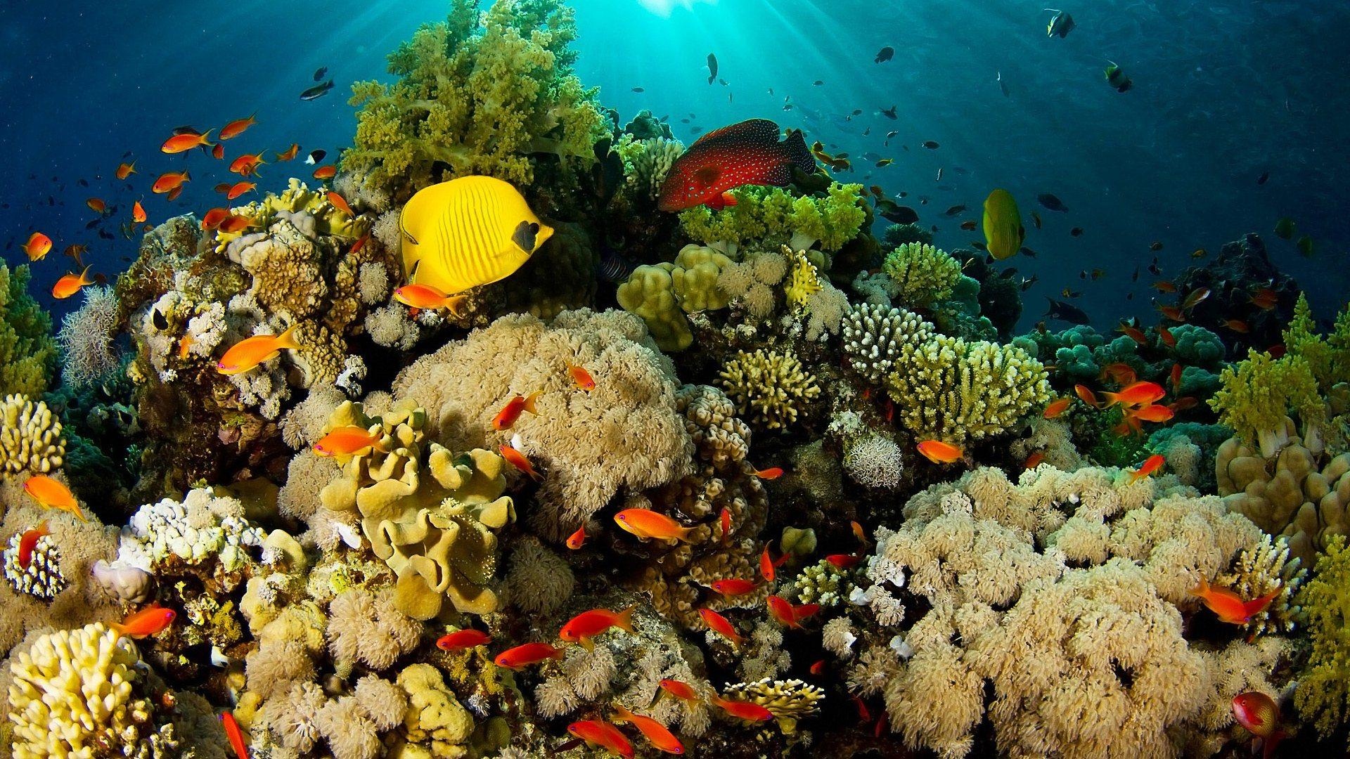 珊瑚礁异国风情鱼壁纸高清原图查看