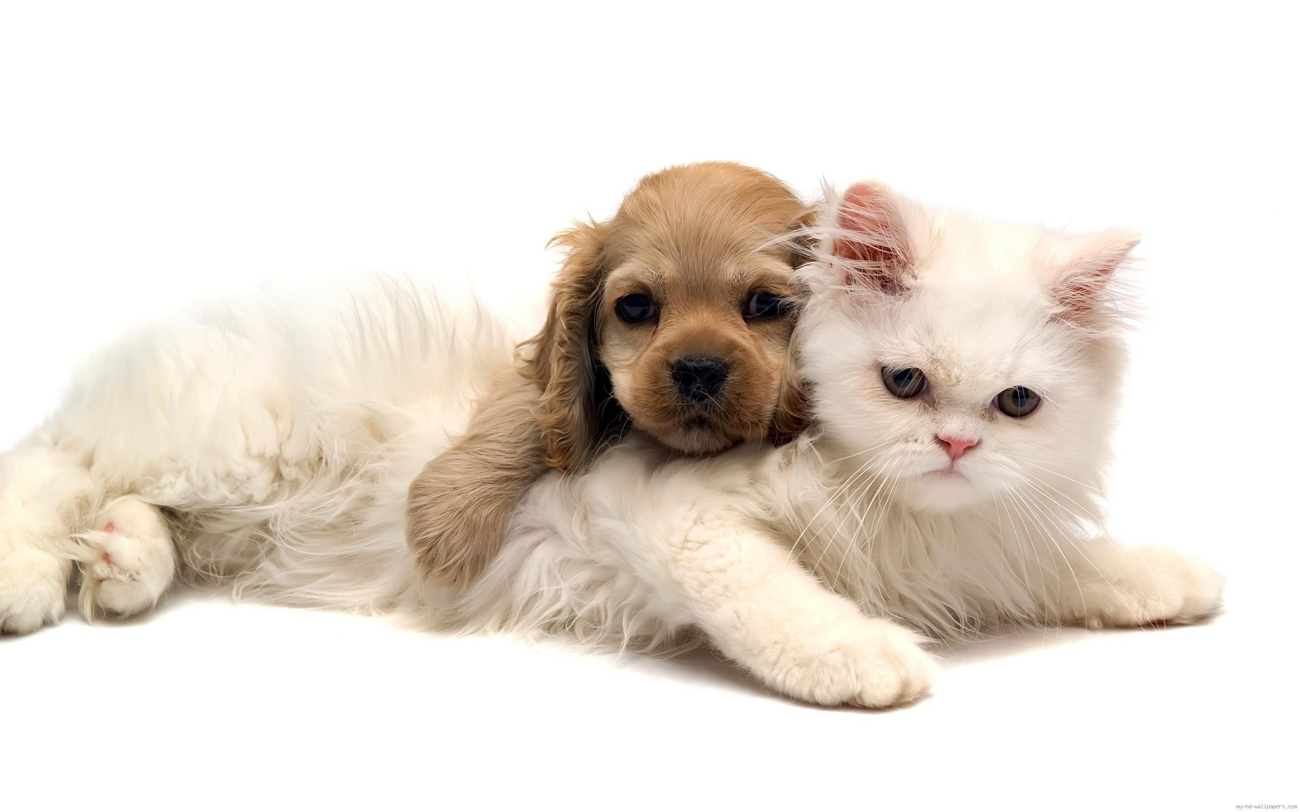 猫和小狗是拥抱壁纸640x1136分辨率下载,猫和小狗是拥抱壁纸,高清图片