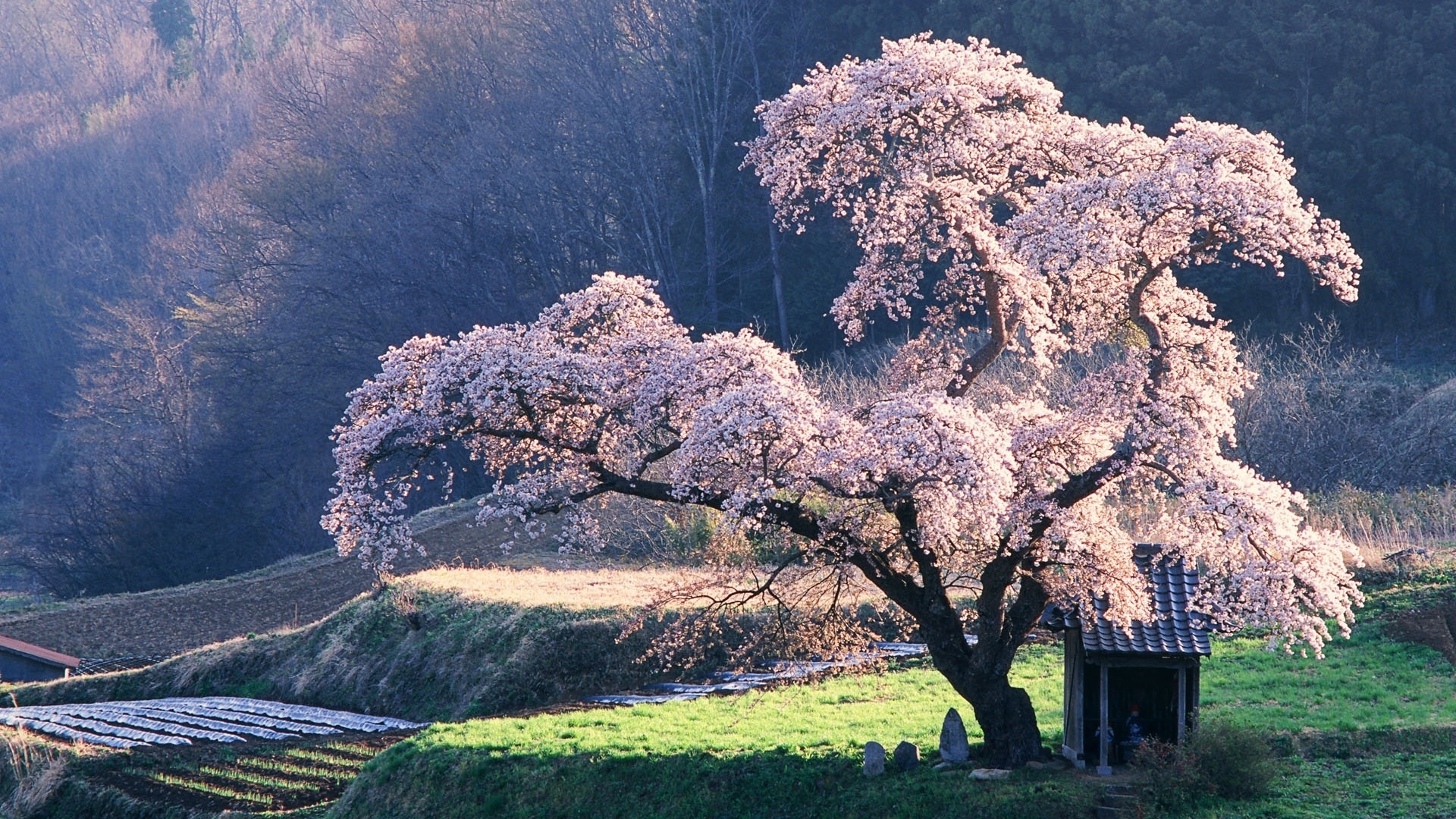 樱花树下图片壁纸图片