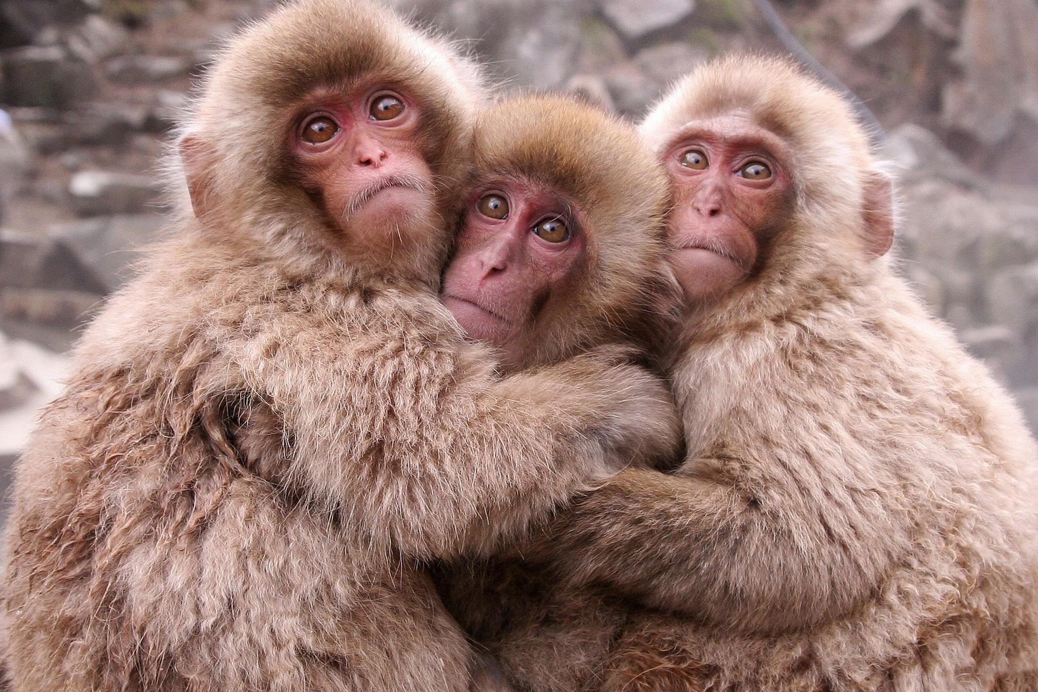 ***三只可爱的猴子壁纸1600900分辨率查看