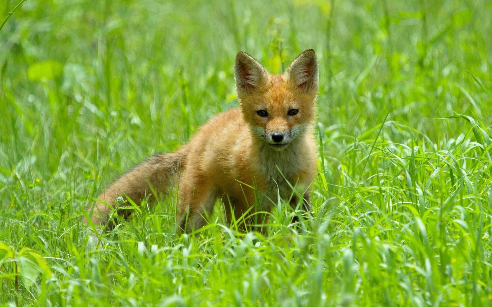 可爱的狐狸幼崽高清壁纸800x600分辨率下载,可爱的狐狸幼崽高清壁纸,
