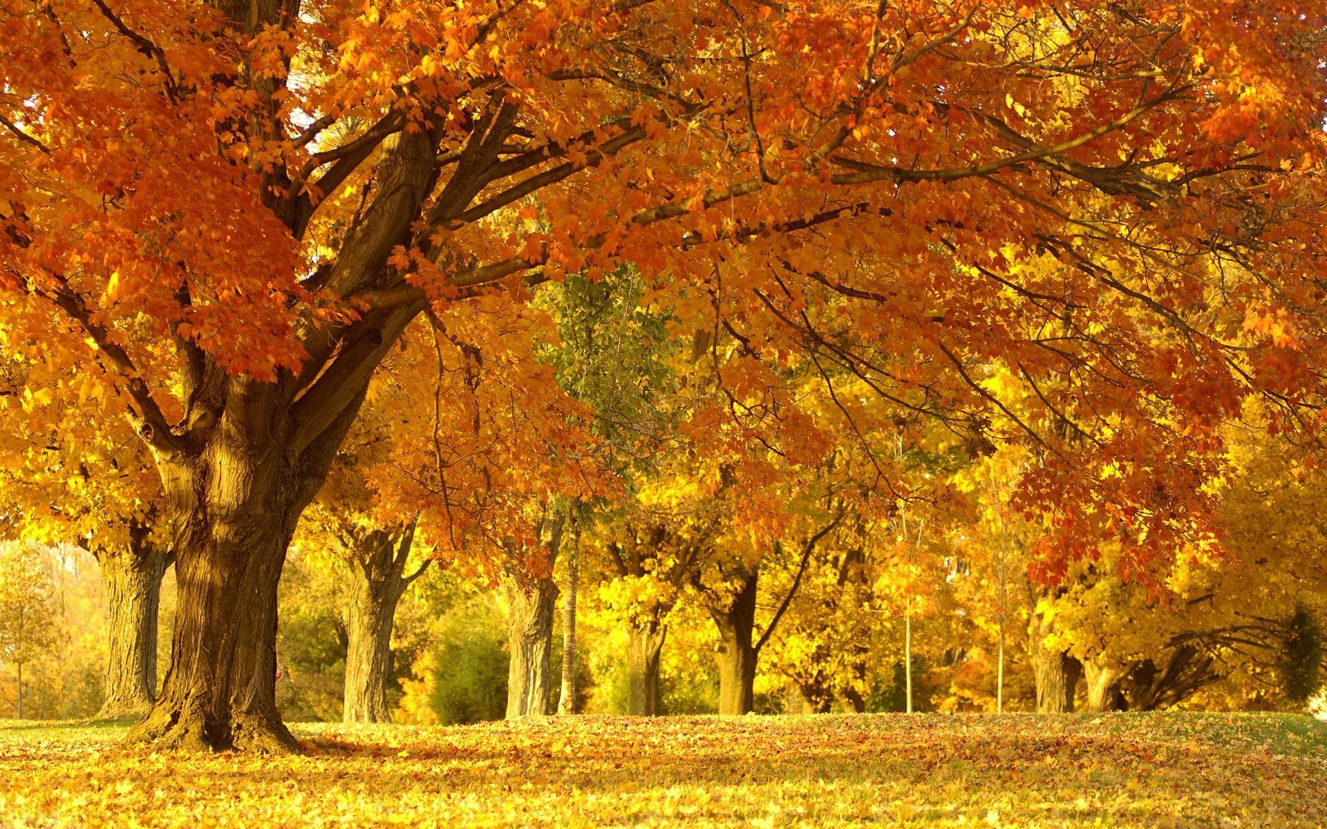 秋天自然风景图片大全图片