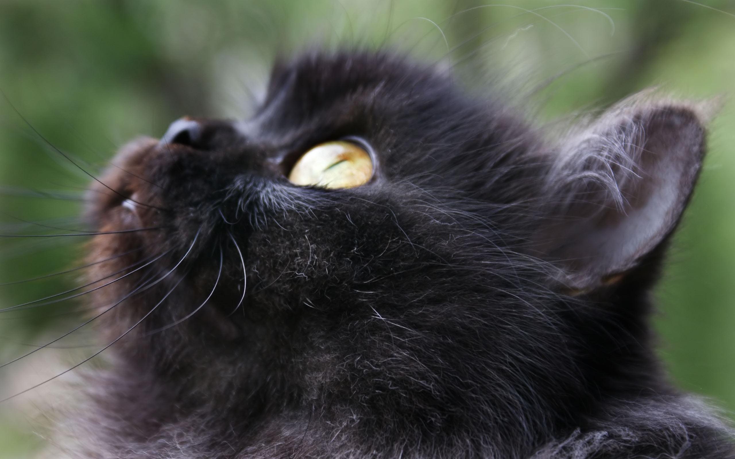 黑色的小猫壁纸1280x800分辨率下载,黑色的小猫壁纸,高清图片,壁纸