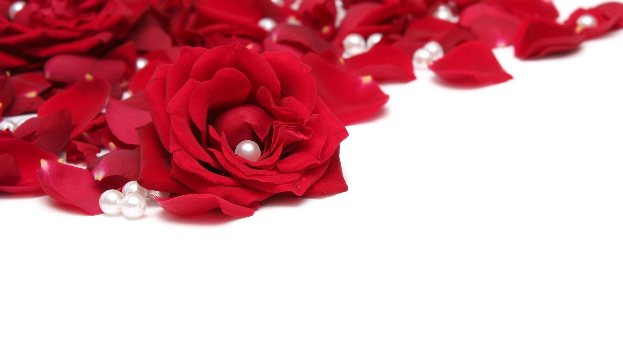 红玫瑰花瓣壁纸