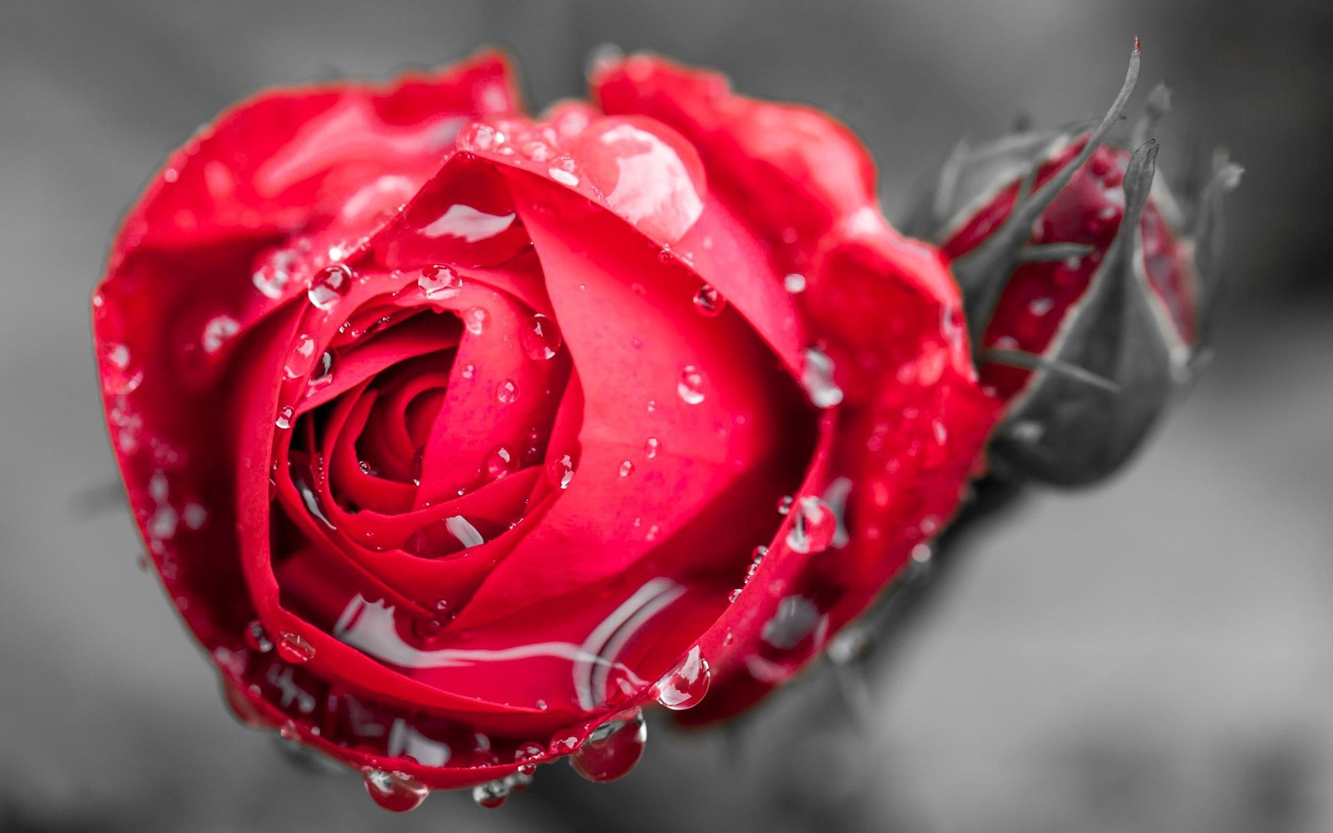 一朵红玫瑰唯美图片图片