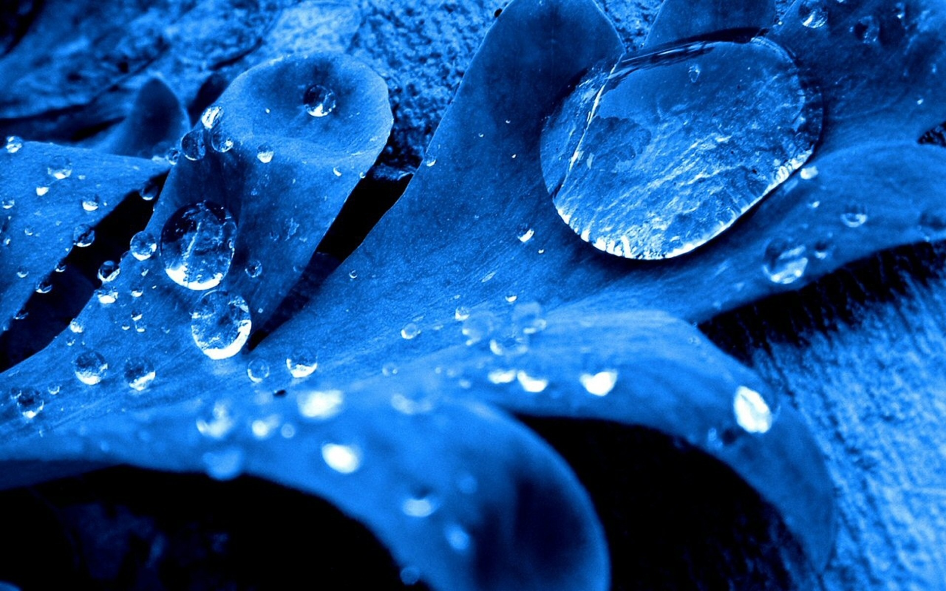 蓝叶,水滴壁纸1920x1200分辨率下载,蓝叶,水滴壁纸,高清图片,壁纸