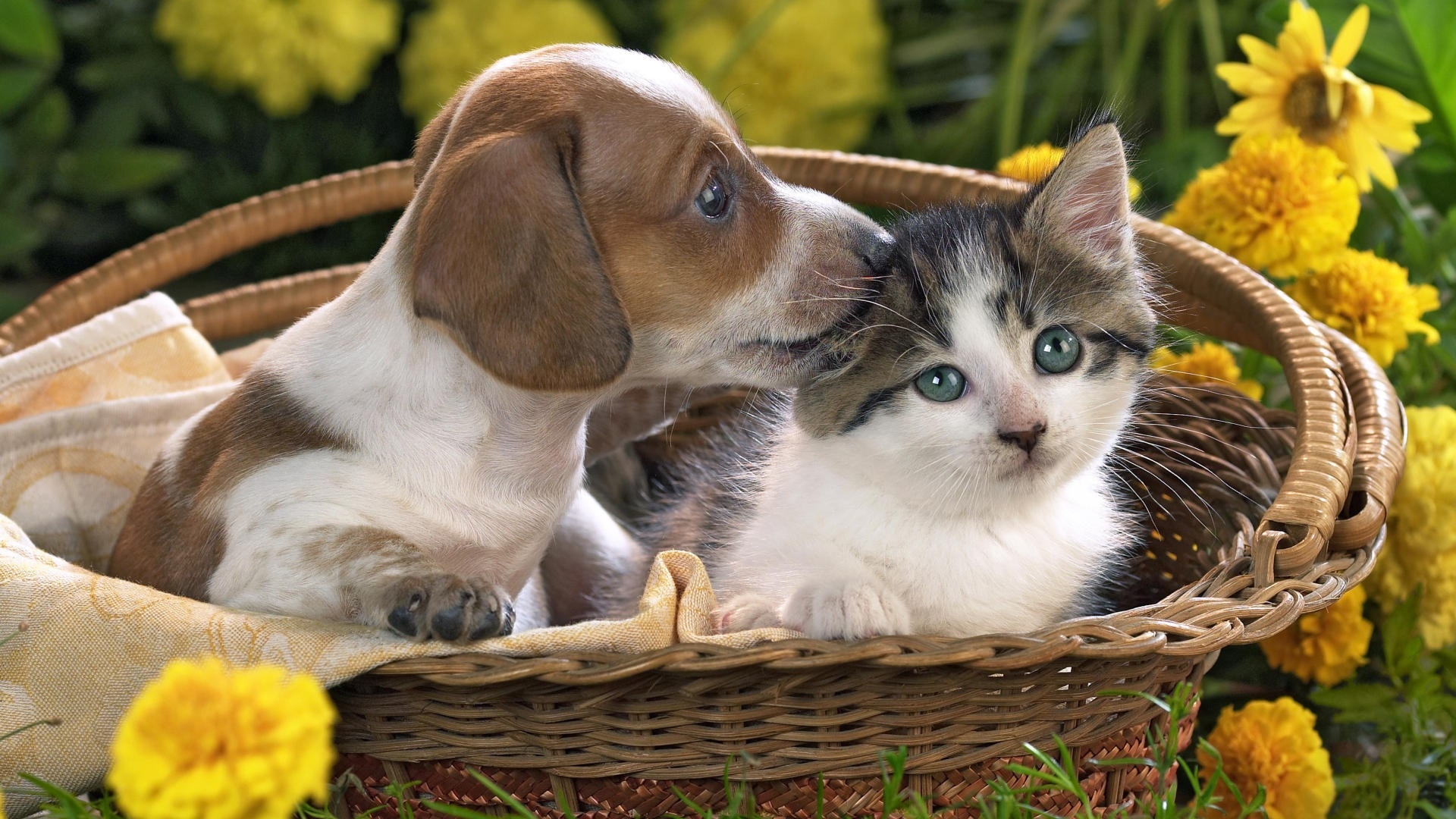 可爱的小狗和小猫在篮子里壁纸1680x1050分辨率下载,可爱的小狗和小猫