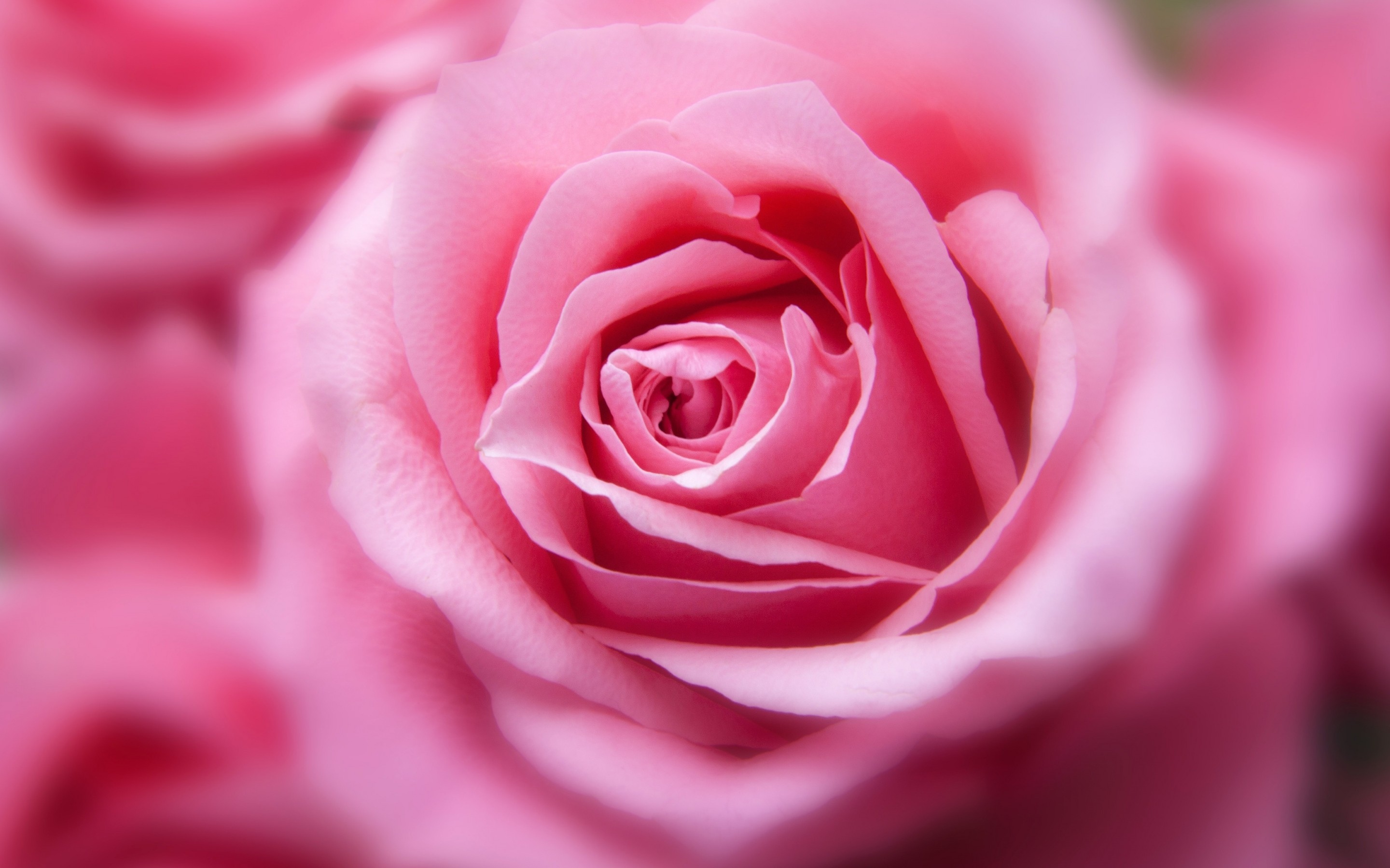 粉色玫瑰花壁纸全屏图片