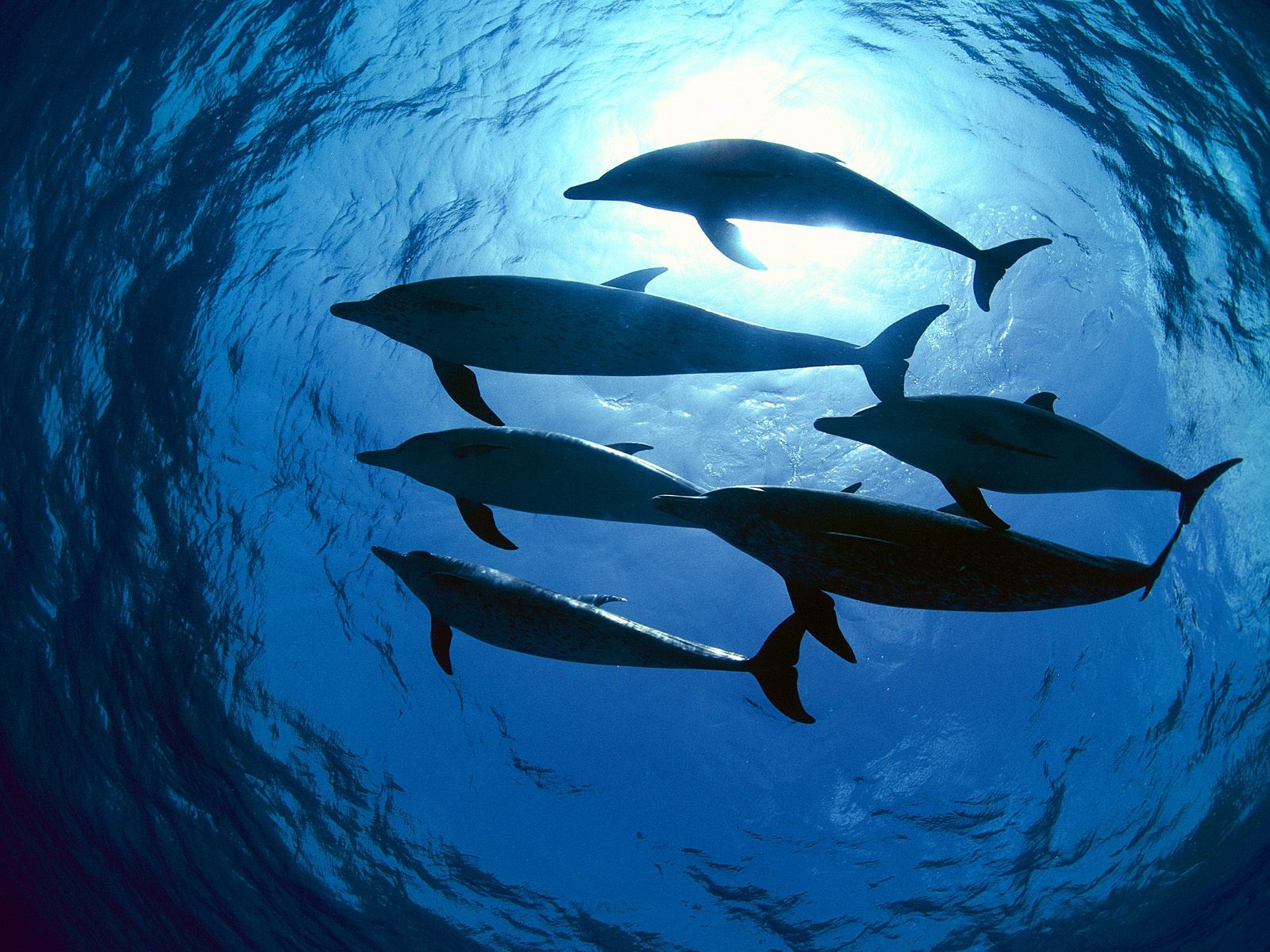 动物,海豚,鱼,海,海水,海底,蓝色壁纸高清原图查看
