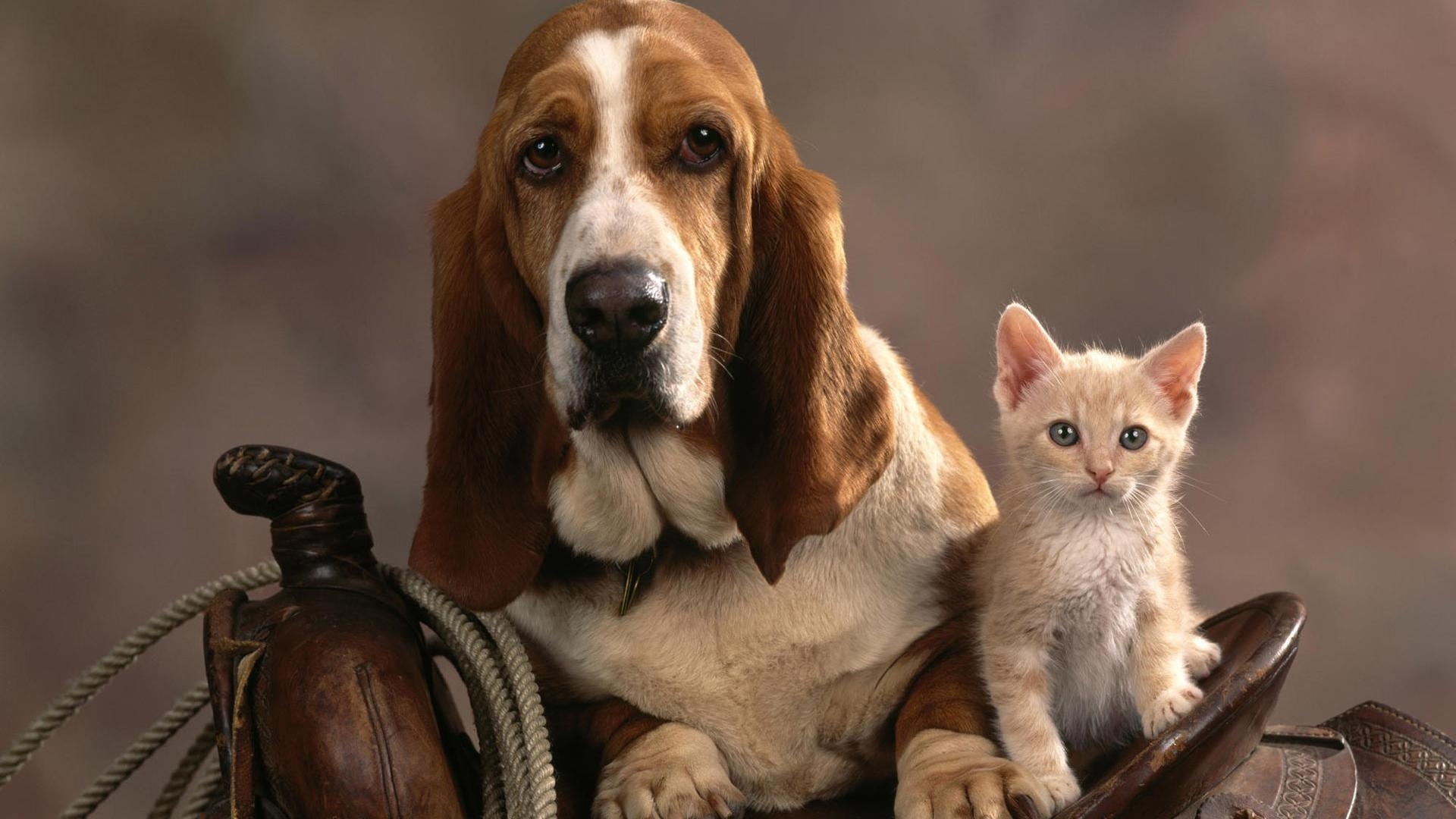 猫和狗在一起的壁纸图片