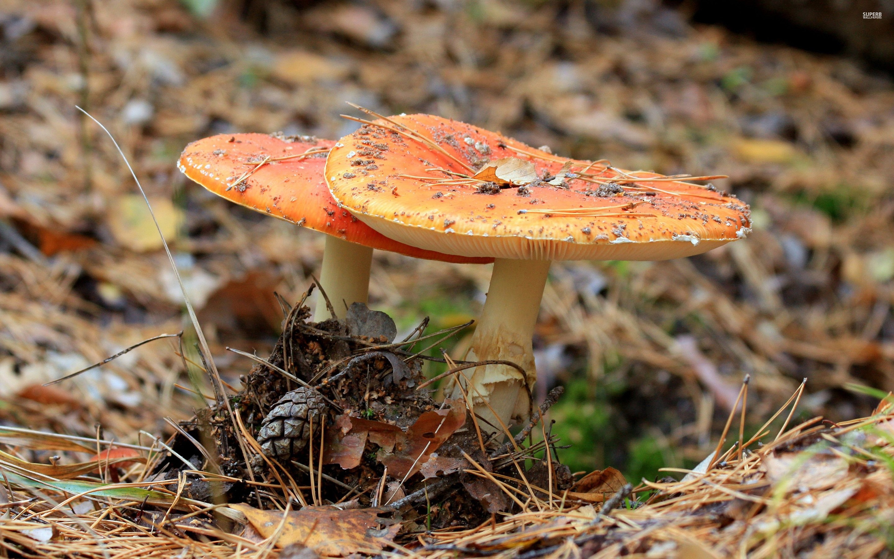 橘色的蘑菇 细图片