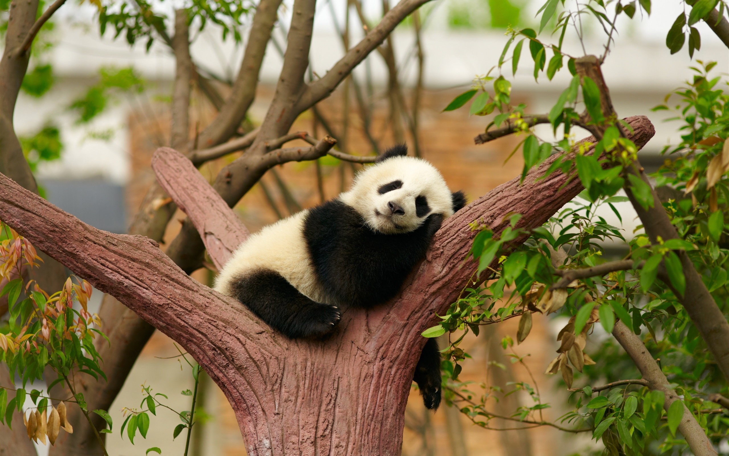 大熊猫在动物分类学中的位置
