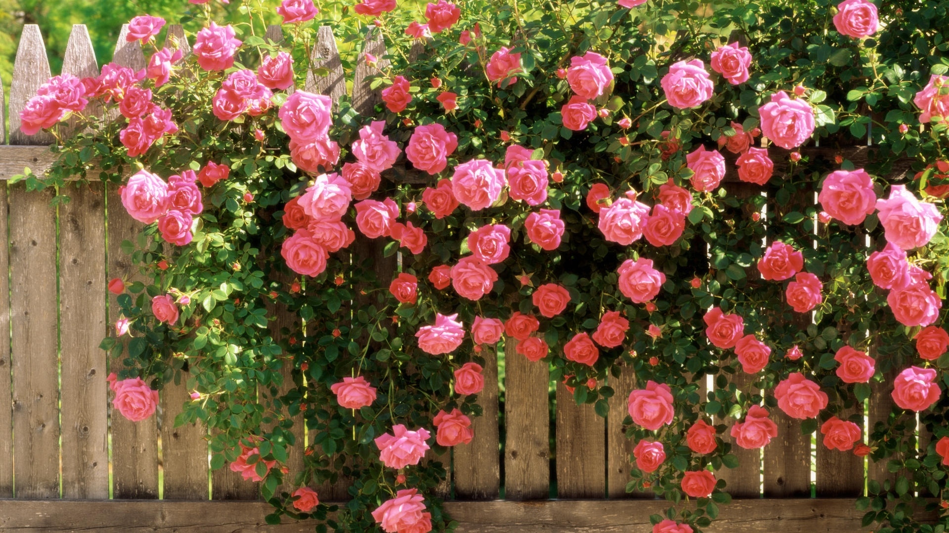 玫瑰篱笆花粉红色的爱春天高清壁纸,高清图片,壁纸,自然风景