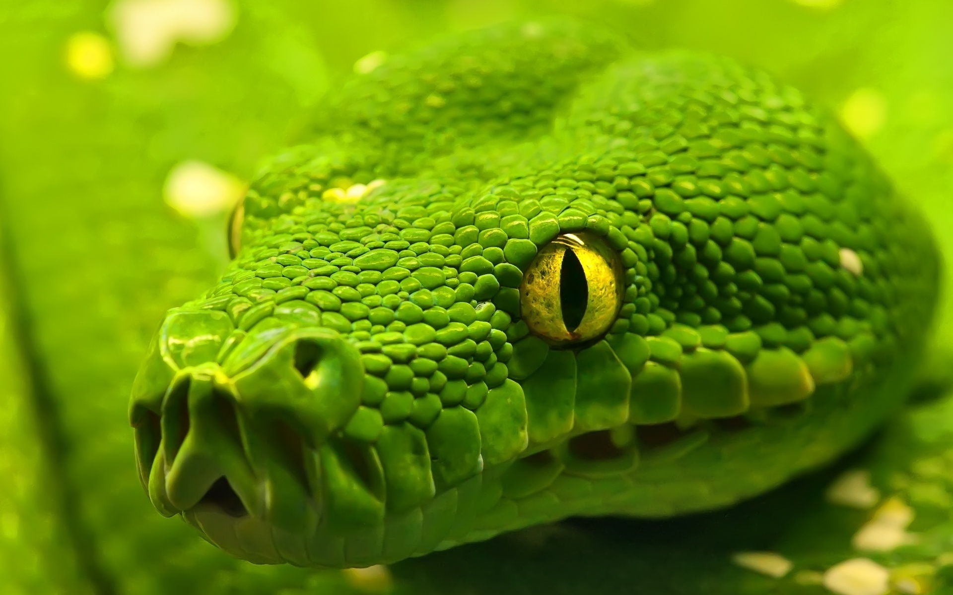 绿色翡翠蟒蛇蛇壁纸高清原图查看